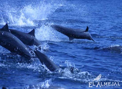 Plan Encuentro con Delfines