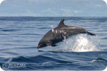 Plan Encuentro con Delfines