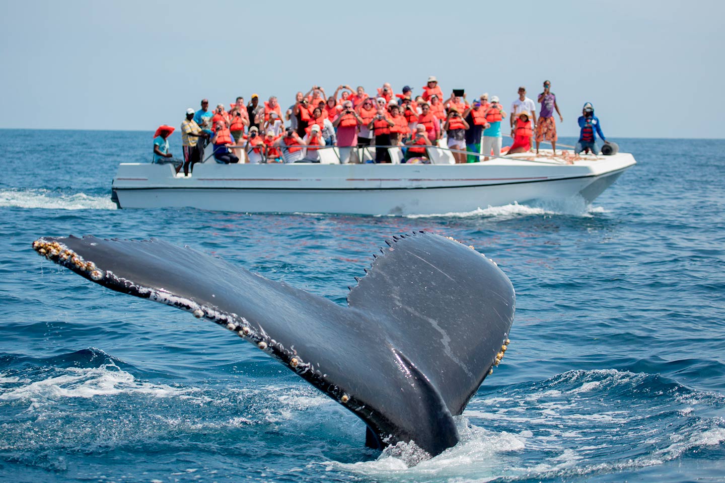 Nuquí El paraíso donde nacen las ballenas Jorobadas Viajando por