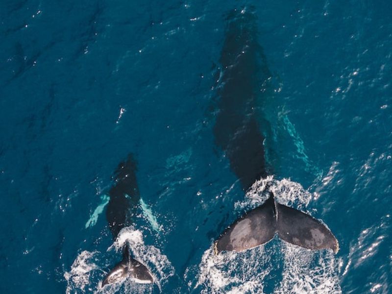 Navega entre gigantes: Avistamiento de Ballenas 4