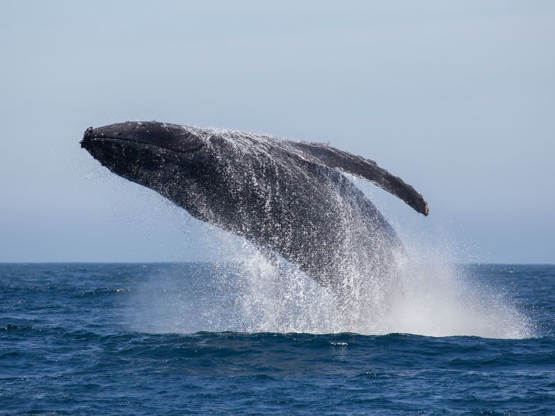 Emoción en el mar: Ballenas jorobadas en Nuquí 7