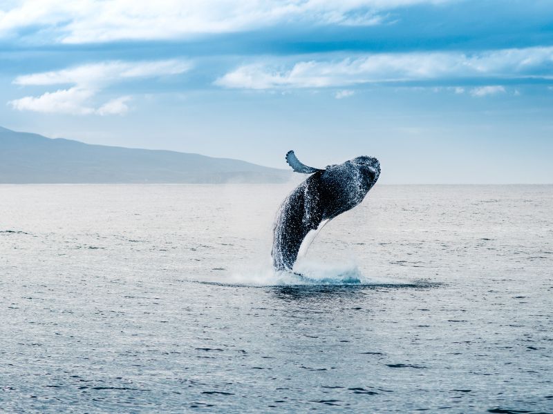 Emoción en el mar: Ballenas jorobadas en Nuquí 6