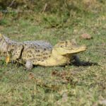 llanos_orientales_casanare