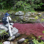 Caño Cristales en La Macarena