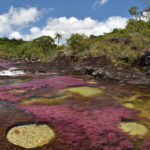 Caño Cristales