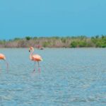 Santuario de flora y fauna los flamencos, La Guajira