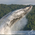 Salto de Ballenas en Choco